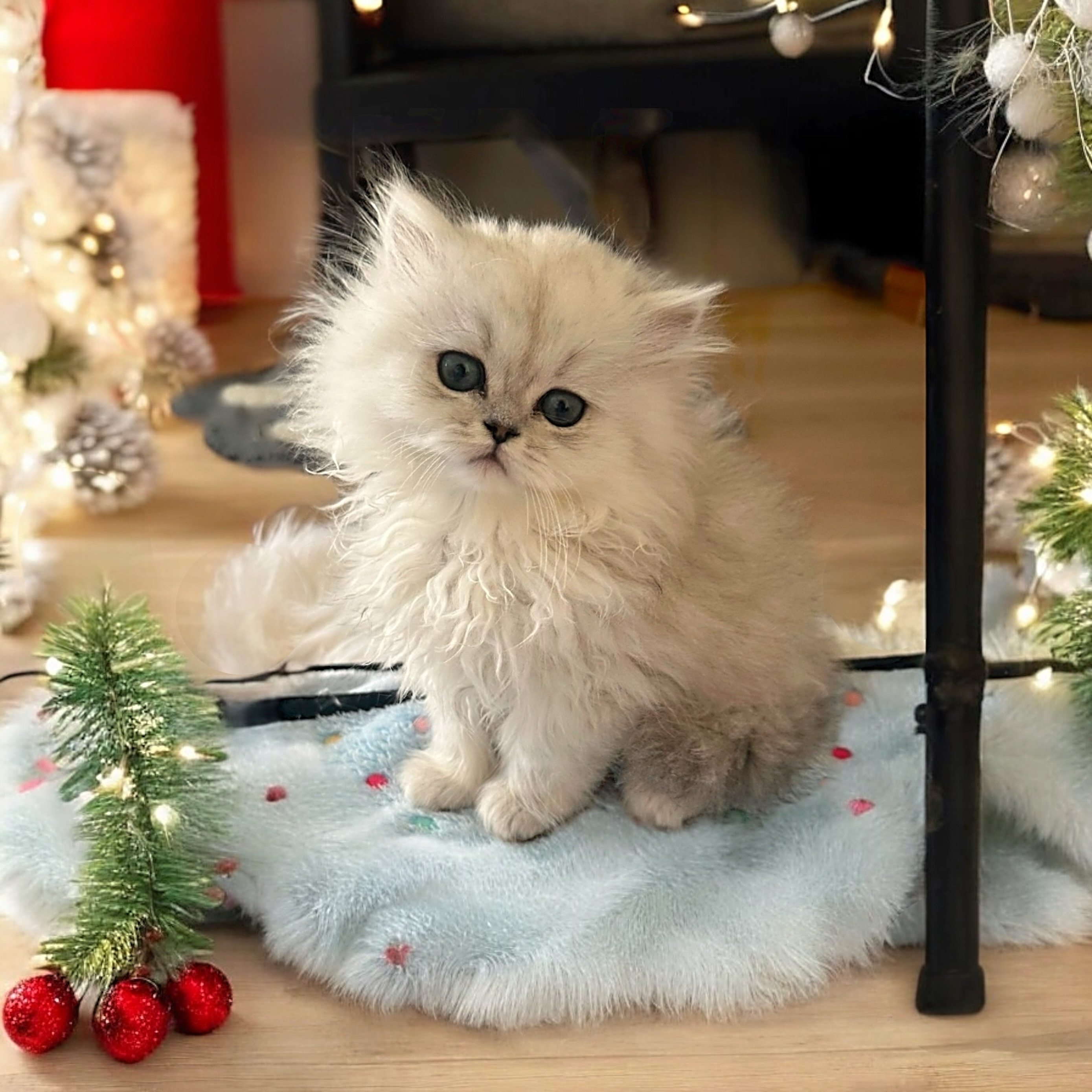 Persian kitten